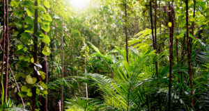 Dschungelcamp © istock.com/Nirad